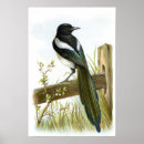 Search for magpie posters Animals
