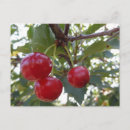 Search for traverse city postcards Cherry