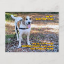 Search for adopt horizontal postcards Adopt a dog