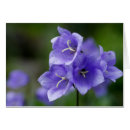 Search for campanula Bellflower
