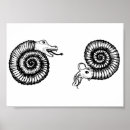 Search for ammonite posters Fossil