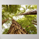Search for muir woods posters California