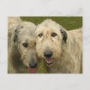 Search for wolfhounds postcards Canine