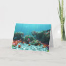 Search for conchs cards Tropical