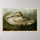 Search for trumpeter swan posters Illustration