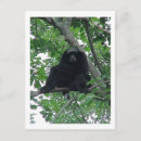 Search for gibbon postcards Animal