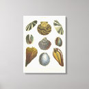 Search for collection canvas prints Seashell