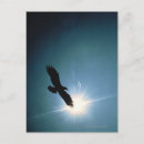 Search for eagle sky postcards Flying