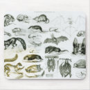 Search for zoology mouse mats Skull
