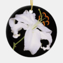 Search for stargazer lily decor Nature