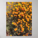 Search for native plants art Poppies