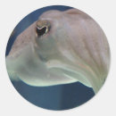 Search for cuttlefish stickers Squid