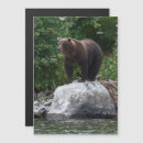 Search for grizzlies invitations Nature