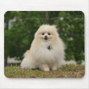 Search for spitz mouse mats Loulou