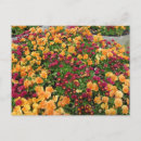 Search for flower bed postcards Floral
