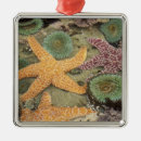Search for animal star christmas tree decorations Ocean
