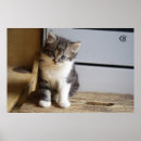 Search for tomcat posters Kitty