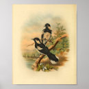 Search for black and white antique bird posters Tree