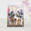 Search for australian shepherd cards Pets