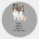Search for shetland sheepdog stickers Collie