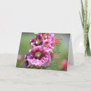 Search for hollyhock cards Photography