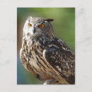 Search for eagle eyes postcards Owl