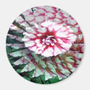 Search for dahlia magnets Grey