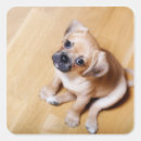 Search for cavalier king charles stickers Animal