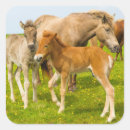 Search for horse foal stickers Brown