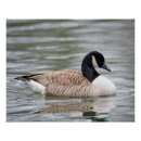 Search for canada goose posters Wildlife