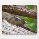 Search for marmots mouse mats Animal
