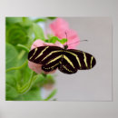 Search for zebra longwing posters Butterfly