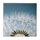 Search for dandelion tiles Seed