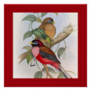 Search for vintage bird illustrations posters Nature