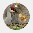 Search for chicks photography Cute