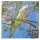 Search for quaker parrot Blue