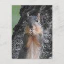 Search for funny squirrel postcards Animals