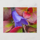 Search for tundra postcards Usa
