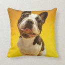 Search for dependable home living Dog