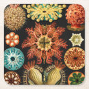 Search for marine coasters Ocean life