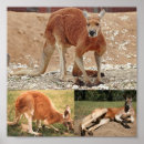 Search for kangaroo posters Animals