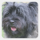 Search for cairn stickers Cute