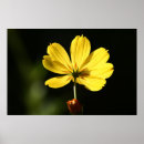 Search for backlighting posters Beautiful