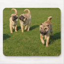 Search for pei mouse mats Puppies