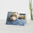 Search for ferret birthday cards Animal