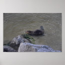 Search for castor posters Beaver