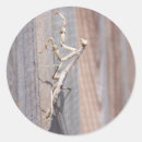 Search for praying mantis stickers Photography