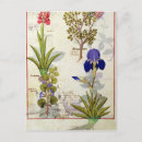 Search for medicinal plants postcards 15th
