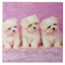 Search for maltese tiles Cute