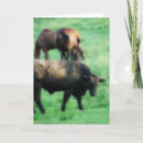 Search for two cows cards Photography